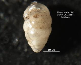 To NMNH Paleobiology Collection (Uvigerina hootsi cc20154)