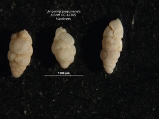 To NMNH Paleobiology Collection (Uvigerina joaquinensis cc42305 topotypes center)