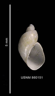 To NMNH Extant Collection (Toledonia palmeri Dell, 1990 holotype shell ventral view)