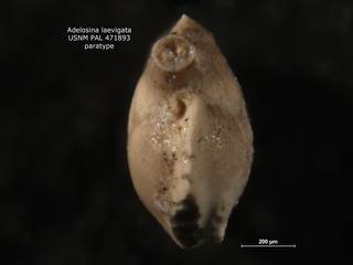 To NMNH Paleobiology Collection (Adelosina laevigata usnm 471893 para v2)