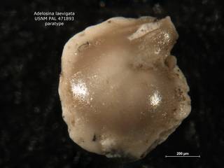 To NMNH Paleobiology Collection (Adelosina laevigata usnm 471893 para)