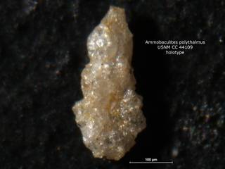 To NMNH Paleobiology Collection (ammobaculites_polythalamus_holo_CC_44109)