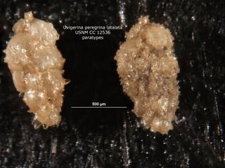 To NMNH Paleobiology Collection (Uvigerina peregrina latalata cc12536)