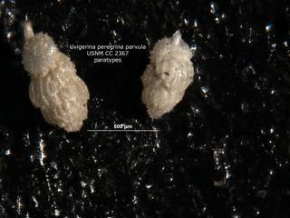 To NMNH Paleobiology Collection (Uvigerina peregrina parvula cc2367 paratypes)