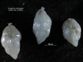 To NMNH Paleobiology Collection (Uvigerina schwageri topotypes usnm478933)