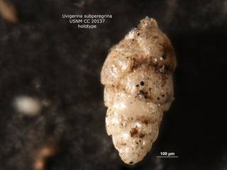 To NMNH Paleobiology Collection (Uvigerina subperegrina CC20137 holo)