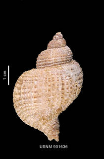 To NMNH Extant Collection (Trophon echinolamellatus Powell, 1951 shell dorsal view)
