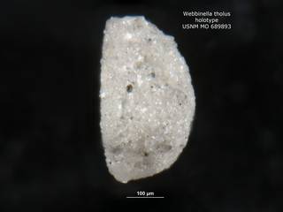 To NMNH Paleobiology Collection (Webbinella tholus MO689893 holo 2)
