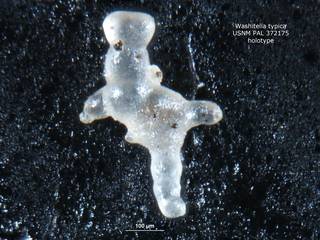 To NMNH Paleobiology Collection (Washitella typica PAL372175 holo 1)