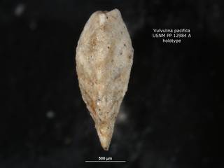 To NMNH Paleobiology Collection (Vulvulina pacifica PP12984a holo 2)