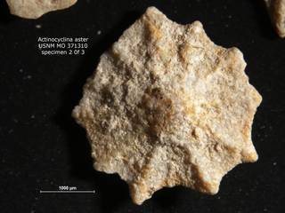 To NMNH Paleobiology Collection (Actinocyclina aster MO 371310 2 of 3)