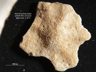 To NMNH Paleobiology Collection (Actinocyclina aster MO 371310 1 of 3)