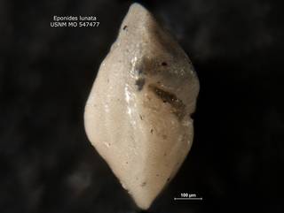 To NMNH Paleobiology Collection (Eponides lunata USNM MO 547477 v2)