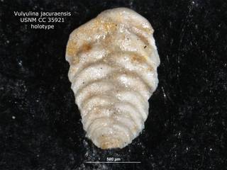 To NMNH Paleobiology Collection (Vulvulina jacuraensis CC35921 holo 2)