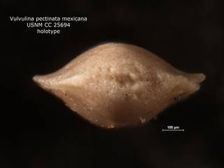 To NMNH Paleobiology Collection (Vulvulina pectinata mexicana CC 25694 ap)