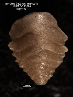 To NMNH Paleobiology Collection (Vulvulina pectinata mexicana CC 25694 v1)