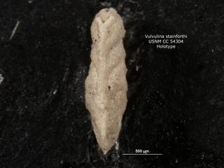 To NMNH Paleobiology Collection (Vulvulina stainforthi CC54304 holo 2)