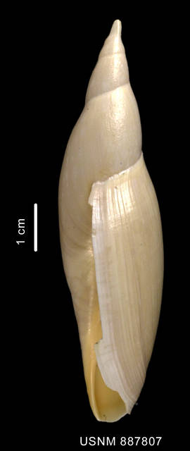 To NMNH Extant Collection (Zidona palliata Kaiser, 1977 shell lateral view)