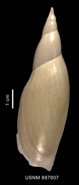 To NMNH Extant Collection (Zidona palliata Kaiser, 1977 shell dorsal view)