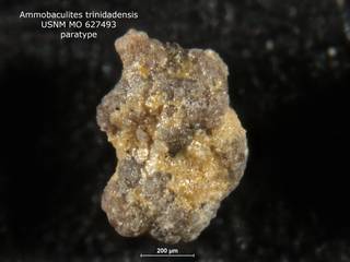 To NMNH Paleobiology Collection (ammobaculites_trinidadensis_PARA_USNM_627493_1)