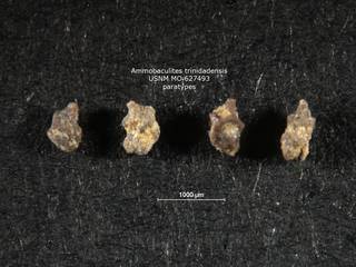 To NMNH Paleobiology Collection (ammobaculites_trinidadensis_PARA_USNM_627493)