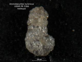 To NMNH Paleobiology Collection (ammobaculites_turonicus_HOLO_PR_5366)