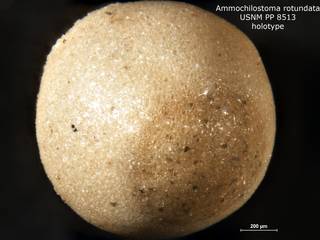 To NMNH Paleobiology Collection (ammochilostoma_rotundata_HOLO_PP_8513 bottom)