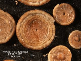 To NMNH Paleobiology Collection (Ammodiscoides turbinatus PP 9539)