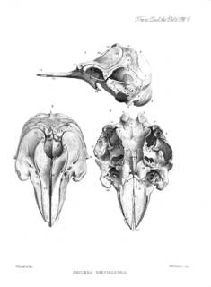 To NMNH Extant Collection (STR18815 Orcaella brevirostris skull - dorsal, ventral left lateral view)