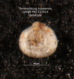 To NMNH Paleobiology Collection (Ammodiscus kiowensis MO 112514 holo)