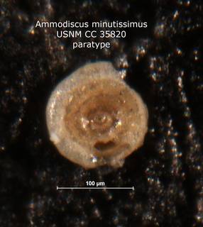 To NMNH Paleobiology Collection (Ammodiscus minutissimus CC 35820 para)