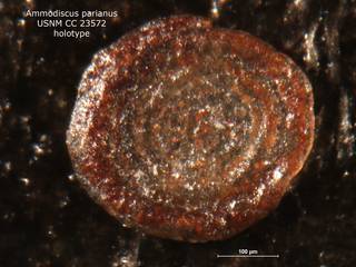 To NMNH Paleobiology Collection (Ammodiscus parianus CC 23572 holo)