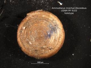 To NMNH Paleobiology Collection (ammodiscus_incertus_var_discoideus_HOLO_PP_9103)