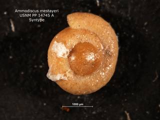 To NMNH Paleobiology Collection (ammodiscus_mestayeri_SYN_PP_14745A)