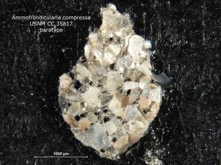 To NMNH Paleobiology Collection (ammofrondicularia_compressa_PARA_CC_35817)