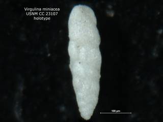To NMNH Paleobiology Collection (Virgulina miniacea CC 23107 holo)