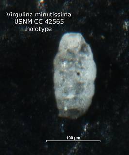 To NMNH Paleobiology Collection (Virgulina minutissima CC 42565 holo)