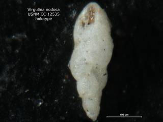 To NMNH Paleobiology Collection (Virgulina nodosa CC12532 holo)