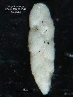 To NMNH Paleobiology Collection (Virgulina recta MO 371544 holo)