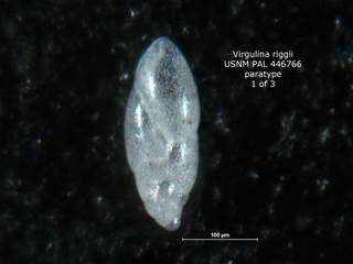 To NMNH Paleobiology Collection (Virgulina riggii PAL 446766 para left)