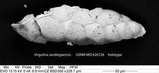 To NMNH Paleobiology Collection (Virgulina sandiegoensis MO 626728 holo)