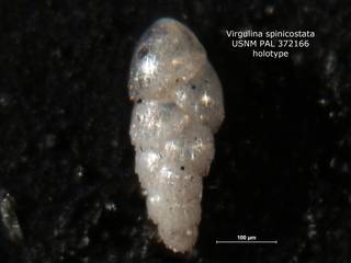 To NMNH Paleobiology Collection (Virgulina spinicostata PAL 372166 holo)