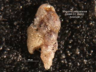 To NMNH Paleobiology Collection (Virgulina subcretacea CC21282 holo)