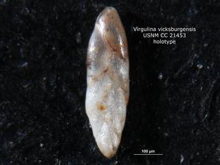 To NMNH Paleobiology Collection (Virgulina vicksburgensis CC21453 holo 1)