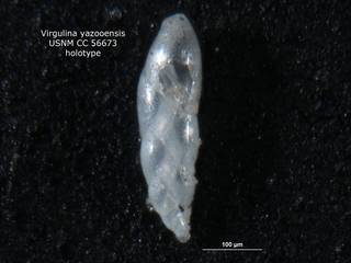 To NMNH Paleobiology Collection (Virgulina yazooensis CC56673 holo 1)