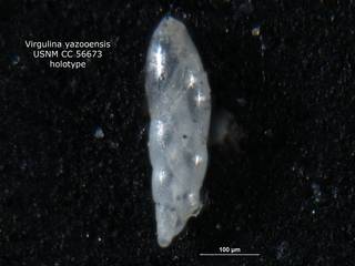 To NMNH Paleobiology Collection (Virgulina yazooensis CC56673 holo 2)