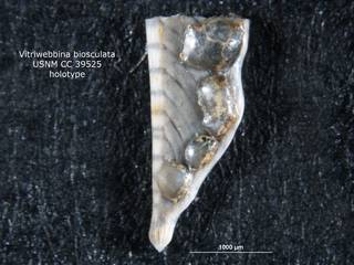 To NMNH Paleobiology Collection (Vitriwebbina biosculata CC39525 holo 1)