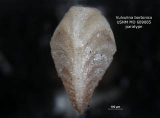 To NMNH Paleobiology Collection (Vulvulina bortonica USNM689085 para 3)