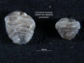 To NMNH Paleobiology Collection (Vulvulina buningi USNM689025 para 2)