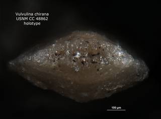 To NMNH Paleobiology Collection (Vulvulina chirana CC48862 holo 3)